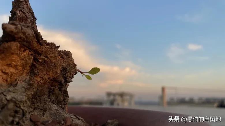 项目申报专员任职要求_项目申报专员工作怎样_项目申报专员是做什么的